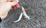 「2～5gのメタルジグとセットで使用する【ジグサビキ仕掛け活用のススメ】」の画像2