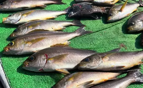 【船のエサ釣り釣果速報】コマセ釣りで良型イサキにシマアジに美味魚続々！（三重）