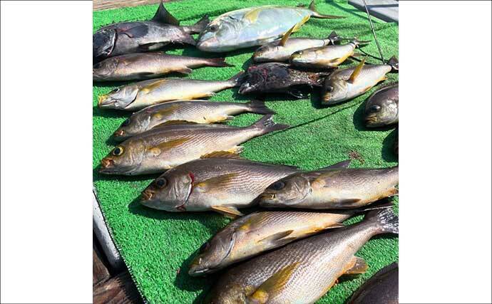 【船のエサ釣り釣果速報】コマセ釣りで良型イサキにシマアジに美味魚続々！（三重）