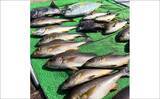 「【船のエサ釣り釣果速報】コマセ釣りで良型イサキにシマアジに美味魚続々！（三重）」の画像11