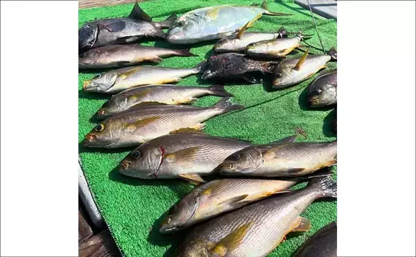 「【船のエサ釣り釣果速報】コマセ釣りで良型イサキにシマアジに美味魚続々！（三重）」の画像