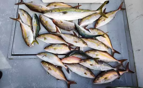 「【船のエサ釣り釣果速報】コマセ釣りで良型イサキにシマアジに美味魚続々！（三重）」の画像