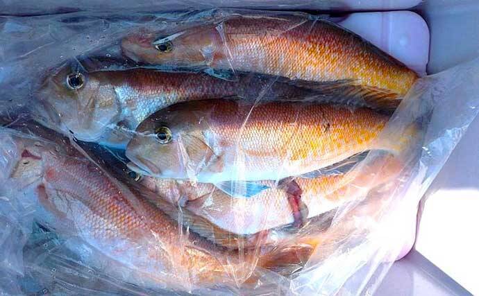 【船のエサ釣り釣果速報】コマセ釣りで良型イサキにシマアジに美味魚続々！（三重）