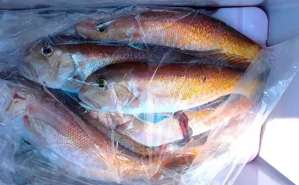 「【船のエサ釣り釣果速報】コマセ釣りで良型イサキにシマアジに美味魚続々！（三重）」の画像