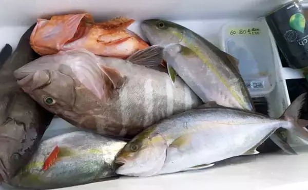 「【船のエサ釣り釣果速報】コマセ釣りで良型イサキにシマアジに美味魚続々！（三重）」の画像