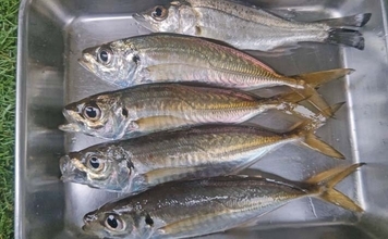 木更津港のサビキ釣りでラスト1時間にアジ回遊！【千葉】悪天候を耐えて本命4尾確保