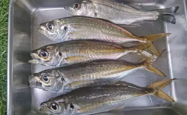 木更津港のサビキ釣りでラスト1時間にアジ回遊！【千葉】悪天候を耐えて本命4尾確保