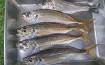 木更津港のサビキ釣りでラスト1時間にアジ回遊！【千葉】悪天候を耐えて本命4尾確保