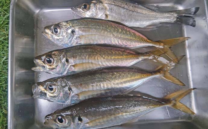 木更津港のサビキ釣りでラスト1時間にアジ回遊！【千葉】悪天候を耐えて本命4尾確保