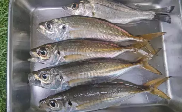 「木更津港のサビキ釣りでラスト1時間にアジ回遊！【千葉】悪天候を耐えて本命4尾確保」の画像