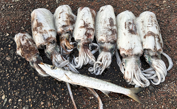 ヤエン釣りで1日中アオリイカがアタリっぱなし！【福井】水中はまだまだシーズン盛期？