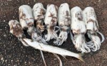 ヤエン釣りで1日中アオリイカがアタリっぱなし！【福井】水中はまだまだシーズン盛期？