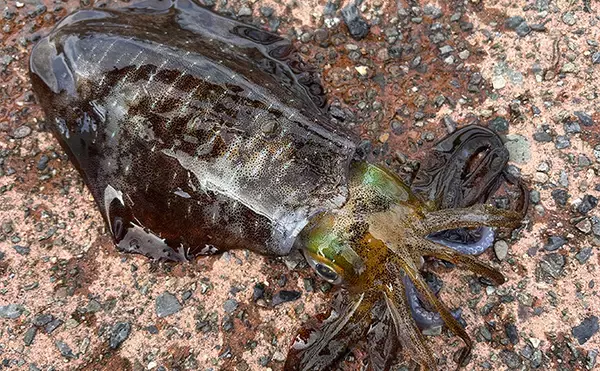 「ヤエン釣りで1日中アオリイカがアタリっぱなし！【福井】水中はまだまだシーズン盛期？」の画像