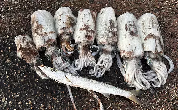 「ヤエン釣りで1日中アオリイカがアタリっぱなし！【福井】水中はまだまだシーズン盛期？」の画像