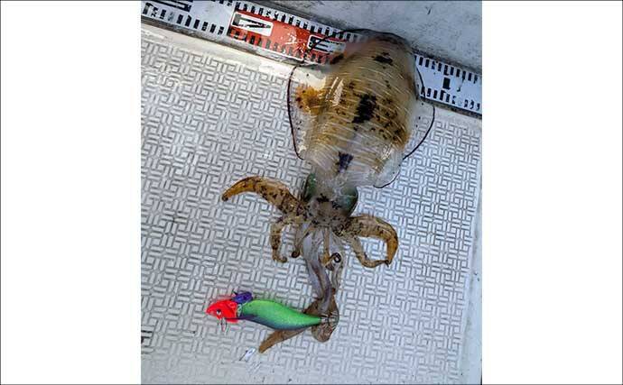 「風が吹けばチャンス到来！」レンタルボートのティップランでアオリイカ好反応【三重】