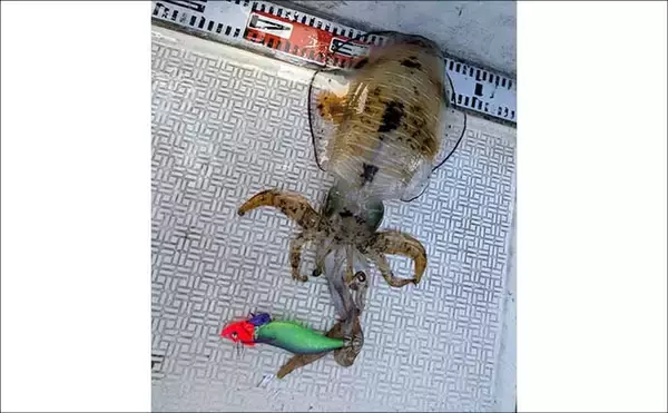 「「風が吹けばチャンス到来！」レンタルボートのティップランでアオリイカ好反応【三重】」の画像