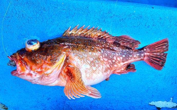 「冬でも釣りに行くのには訳があった？」厳寒期の高級美味食材『オニカサゴ』を狙う！