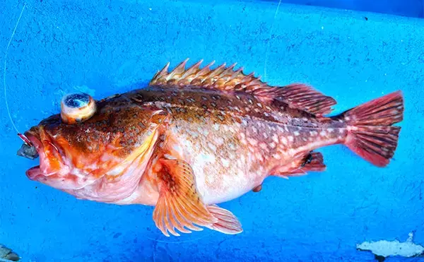 「「冬でも釣りに行くのには訳があった？」厳寒期の高級美味食材『オニカサゴ』を狙う！」の画像