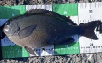 伊豆大島のメジナ釣りで39cm良型手中　サイズアップ連発の好展開