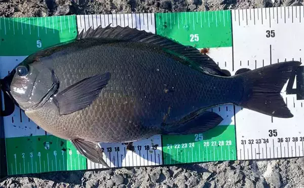 「伊豆大島のメジナ釣りで39cm良型手中　サイズアップ連発の好展開」の画像