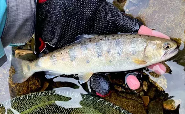 日野川での渓流ルアー釣りで25cm良型ヤマメをキャッチ！【鳥取】ミノーにヒット