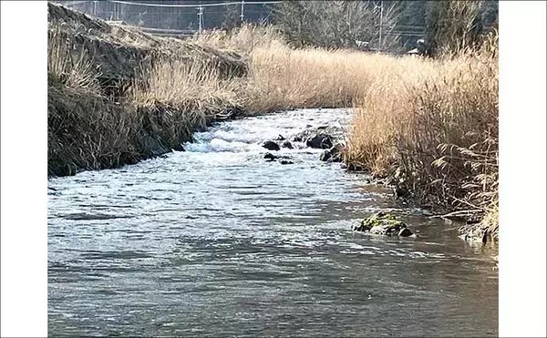 「日野川での渓流ルアー釣りで25cm良型ヤマメをキャッチ！【鳥取】ミノーにヒット」の画像