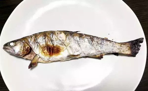 「日野川での渓流ルアー釣りで25cm良型ヤマメをキャッチ！【鳥取】ミノーにヒット」の画像