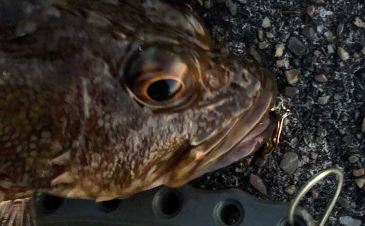 カサゴ釣りの魅力 陸っぱりルアー釣りファン視点で徹底紹介 22年5月16日 エキサイトニュース