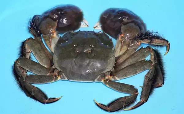 淡水のモクズガニ漁が最盛期迎える　潰して飲むのが通の食し方？