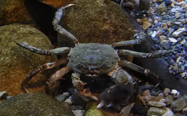 「淡水のモクズガニ漁が最盛期迎える　潰して飲むのが通の食し方？」の画像