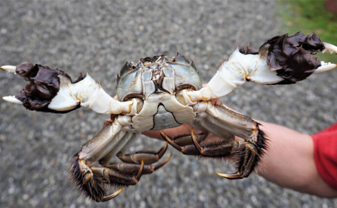 淡水のモクズガニ漁が最盛期迎える 潰して飲むのが通の食し方 22年9月19日 エキサイトニュース