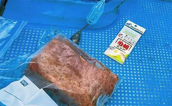 「船での泳がせヒラメ釣りで3.7kg頭に良型2枚手中【新潟・海龍丸】大判は無念のバラシ」の画像