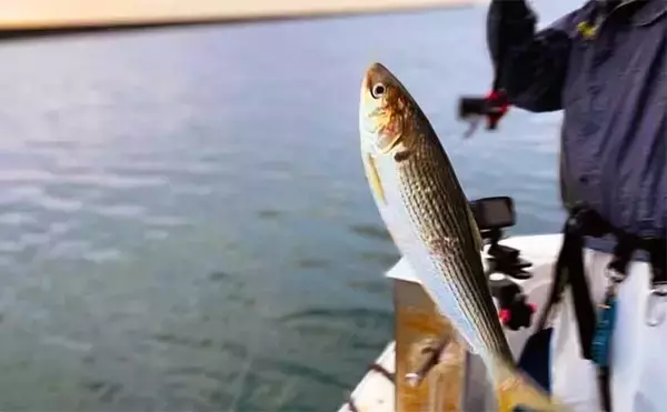 「船での泳がせヒラメ釣りで3.7kg頭に良型2枚手中【新潟・海龍丸】大判は無念のバラシ」の画像