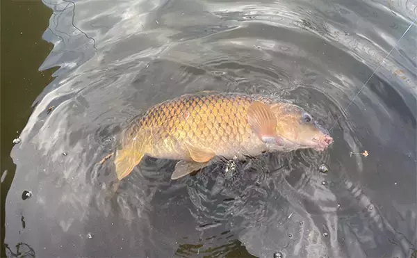 「「パン鯉」釣りにオススメの時間帯を解説　季節によってはマヅメの時間は期待できない？」の画像