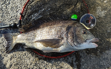 「自動で釣れちゃう針？」速攻全誘導釣法専用チヌ針『プログレスチヌ』を紹介