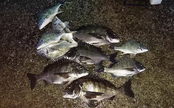 「「自動で釣れちゃう針？」速攻全誘導釣法専用チヌ針『プログレスチヌ』を紹介」の画像