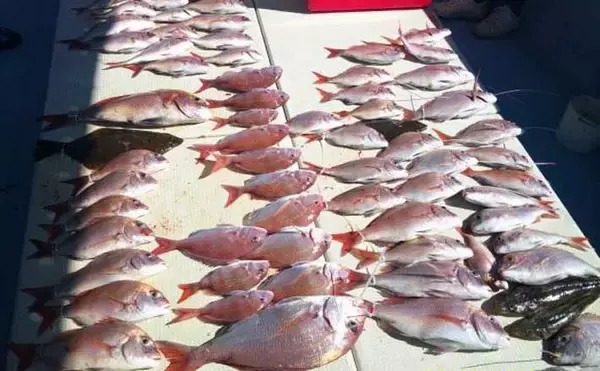 【沖釣り釣果速報】島原沖のマダイ船で最大3kgを筆頭に連発！ヒラメも混じり船中大盛況（大分・熊本）