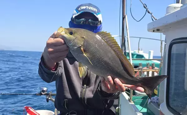 「42cmジャンボイサギ登場！【良丸・那智勝浦】天びんカゴフカセ釣りで旬のイサギ連発」の画像