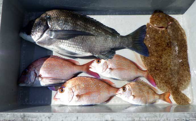 42cm頭に良型イサキ釣る人32匹！大山沖イサキ釣り加速中【船釣り最新情報10選・愛知】