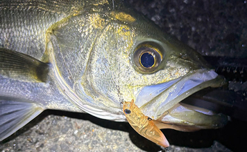 小場所のシーバスゲーム入門解説 【タックル・釣れる魚・釣り方のコツ】
