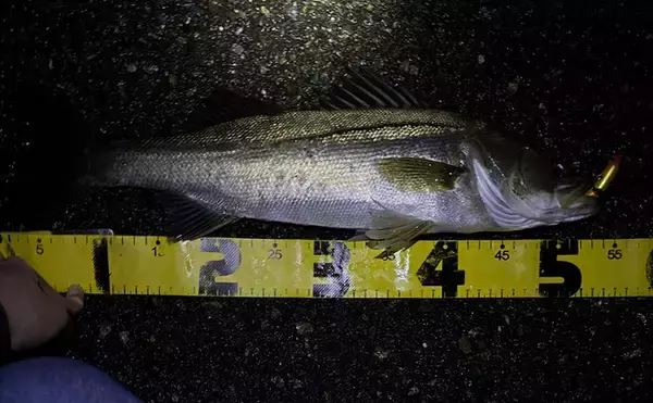 「小場所のシーバスゲーム入門解説 【タックル・釣れる魚・釣り方のコツ】」の画像