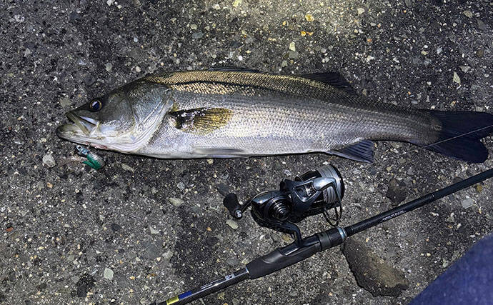 小場所のシーバスゲーム入門解説 【タックル・釣れる魚・釣り方のコツ】