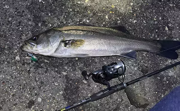 「小場所のシーバスゲーム入門解説 【タックル・釣れる魚・釣り方のコツ】」の画像