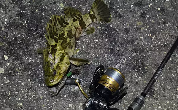 「小場所のシーバスゲーム入門解説 【タックル・釣れる魚・釣り方のコツ】」の画像