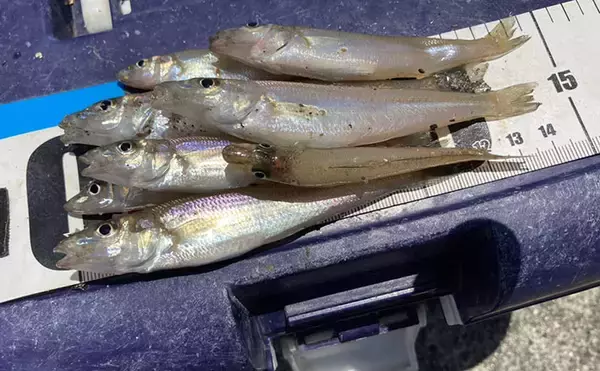 三重の投げキス釣果速報レポート：磯津漁港で13cm級中心にシロギス8匹