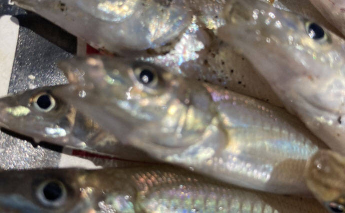三重の投げキス釣果速報レポート：磯津漁港で13cm級中心にシロギス8匹