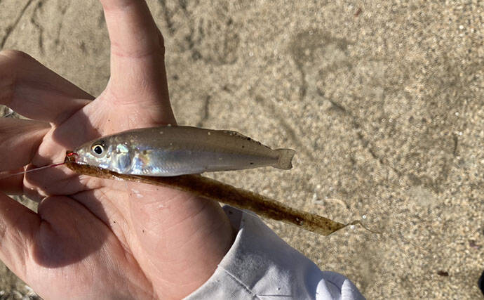 三重の投げキス釣果速報レポート：磯津漁港で13cm級中心にシロギス8匹