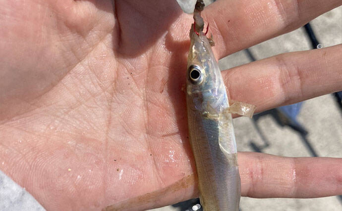 三重の投げキス釣果速報レポート：磯津漁港で13cm級中心にシロギス8匹
