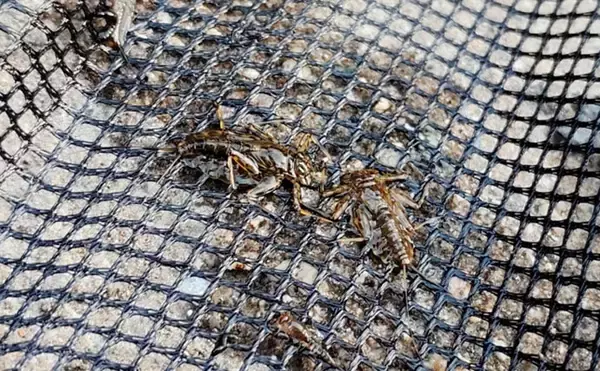 「初夏の渓流エサ釣りで27cmアマゴと対面！【兵庫・引原川】良型中心に2桁釣果達成」の画像
