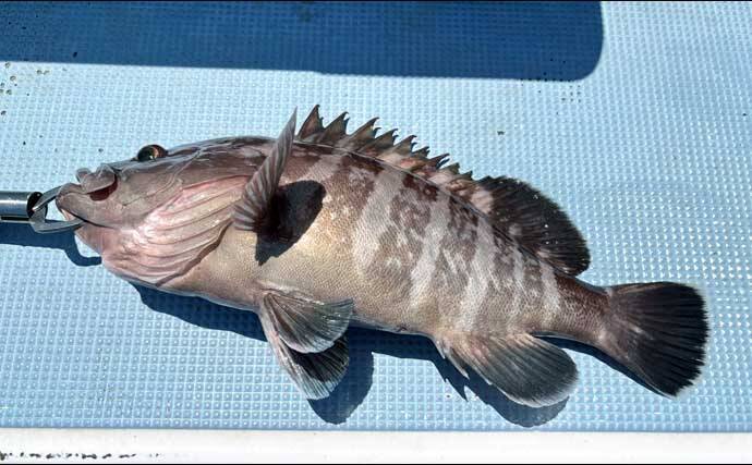 洲崎沖で高級魚「マハタ」を狙う根魚五目釣り　本命＆多彩なゲストと対面成功！【萬栄丸・千葉】